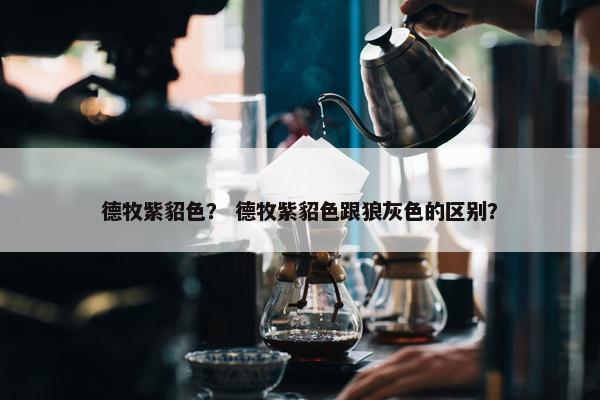 德牧紫貂色？ 德牧紫貂色跟狼灰色的区别？