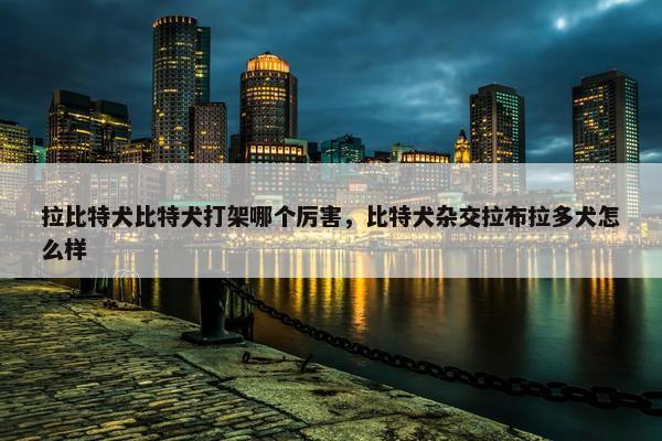 拉比特犬比特犬打架哪个厉害，比特犬杂交拉布拉多犬怎么样