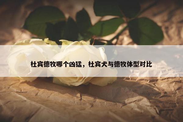 杜宾德牧哪个凶猛，杜宾犬与德牧体型对比