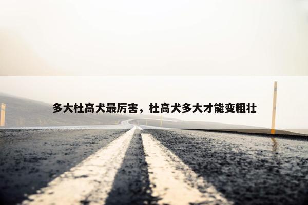 多大杜高犬最厉害，杜高犬多大才能变粗壮