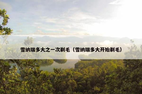 雪纳瑞多大之一次剃毛（雪纳瑞多大开始剃毛）