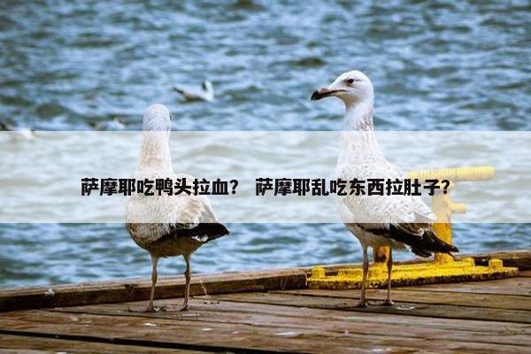 萨摩耶吃鸭头拉血？ 萨摩耶乱吃东西拉肚子？