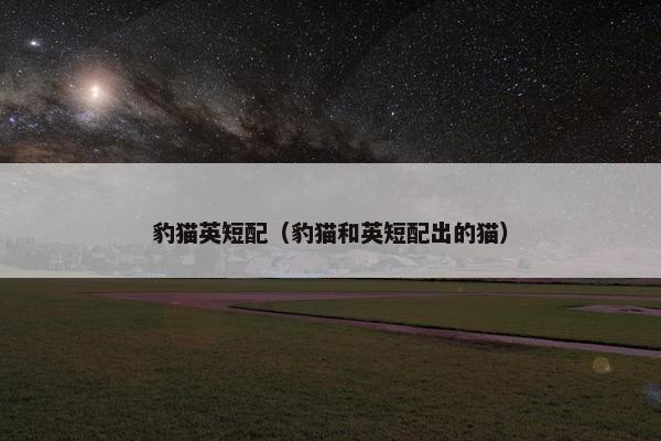 豹猫英短配（豹猫和英短配出的猫）