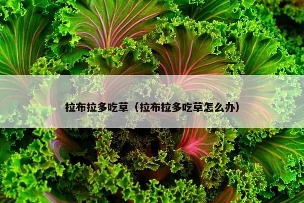 拉布拉多吃草（拉布拉多吃草怎么办）