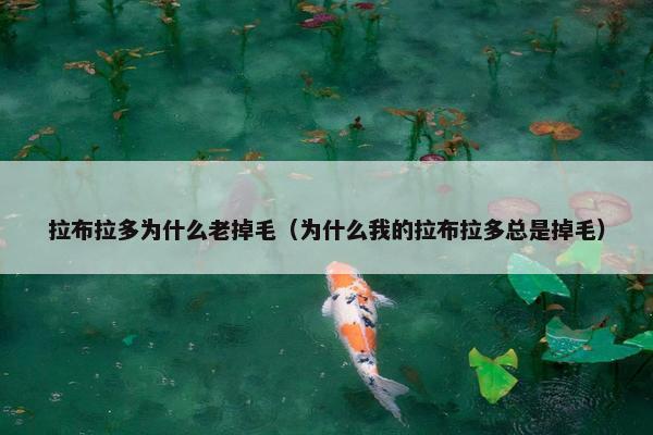 拉布拉多为什么老掉毛（为什么我的拉布拉多总是掉毛）