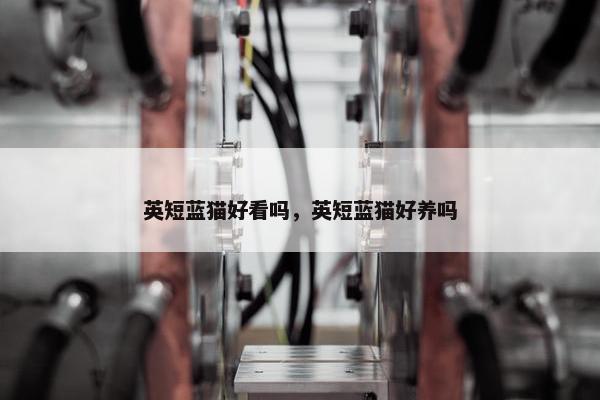 英短蓝猫好看吗，英短蓝猫好养吗