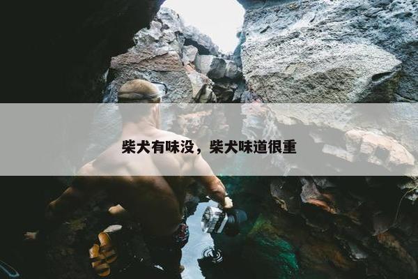 柴犬有味没，柴犬味道很重