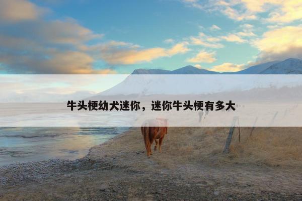 牛头梗幼犬迷你，迷你牛头梗有多大