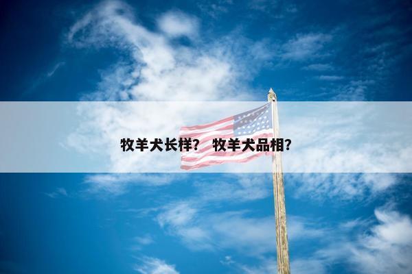 牧羊犬长样？ 牧羊犬品相？