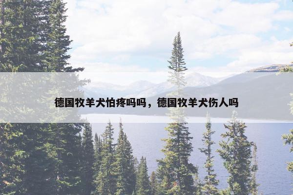 德国牧羊犬怕疼吗吗，德国牧羊犬伤人吗