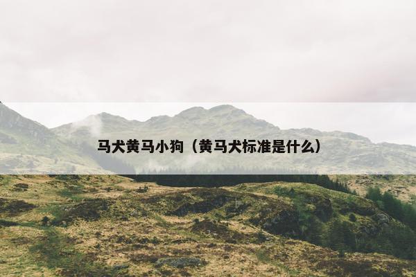 马犬黄马小狗（黄马犬标准是什么）