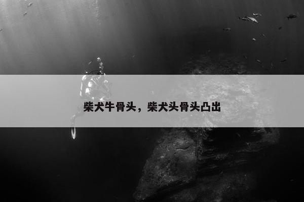 柴犬牛骨头，柴犬头骨头凸出