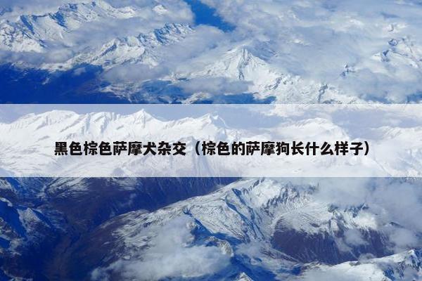 黑色棕色萨摩犬杂交（棕色的萨摩狗长什么样子）
