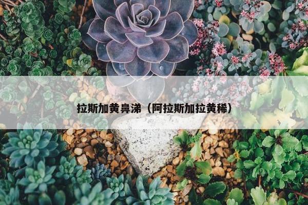 拉斯加黄鼻涕（阿拉斯加拉黄稀）
