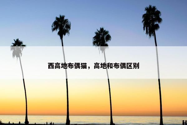 西高地布偶猫，高地和布偶区别
