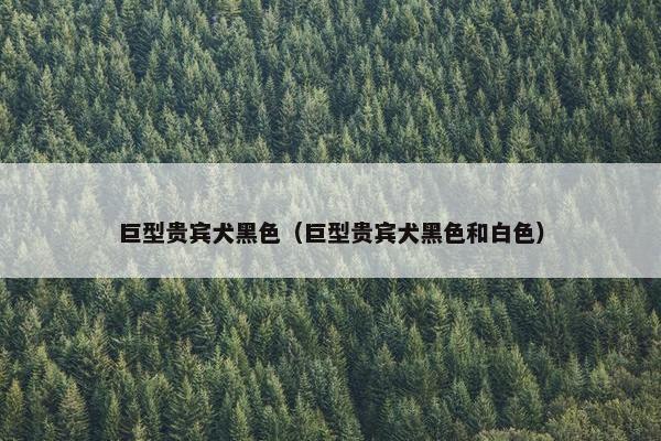 巨型贵宾犬黑色（巨型贵宾犬黑色和白色）