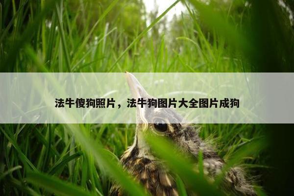 法牛傻狗照片，法牛狗图片大全图片成狗