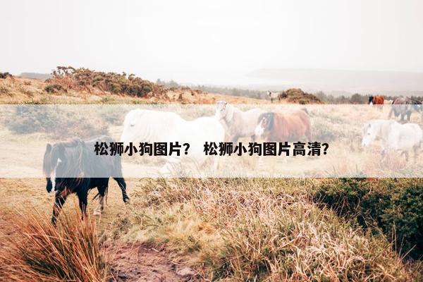 松狮小狗图片？ 松狮小狗图片高清？