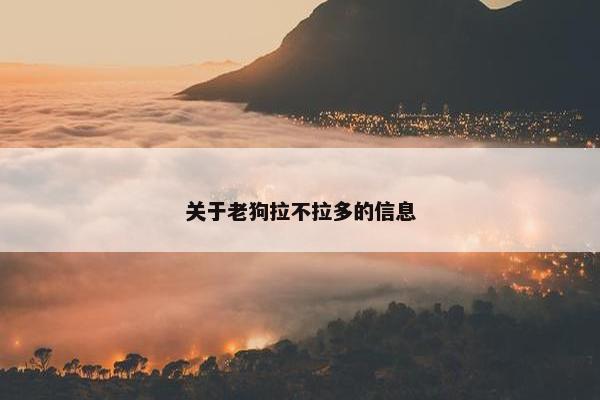 关于老狗拉不拉多的信息
