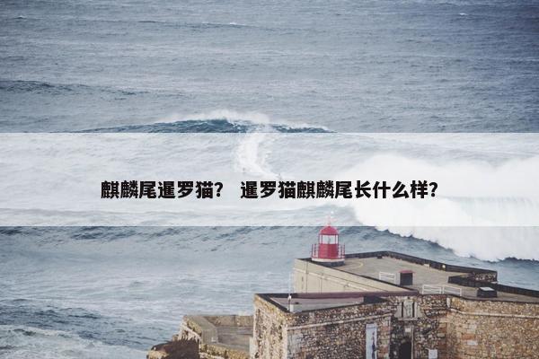 麒麟尾暹罗猫？ 暹罗猫麒麟尾长什么样？