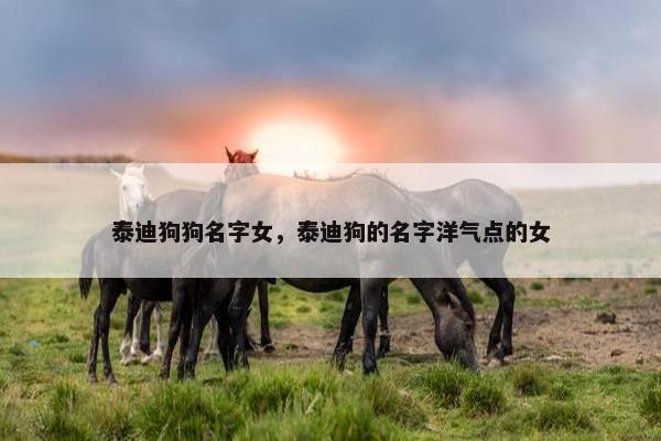 泰迪狗狗名字女，泰迪狗的名字洋气点的女