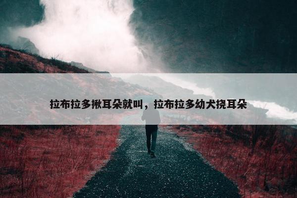 拉布拉多揪耳朵就叫，拉布拉多幼犬挠耳朵