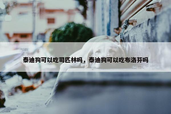 泰迪狗可以吃司匹林吗，泰迪狗可以吃布洛芬吗