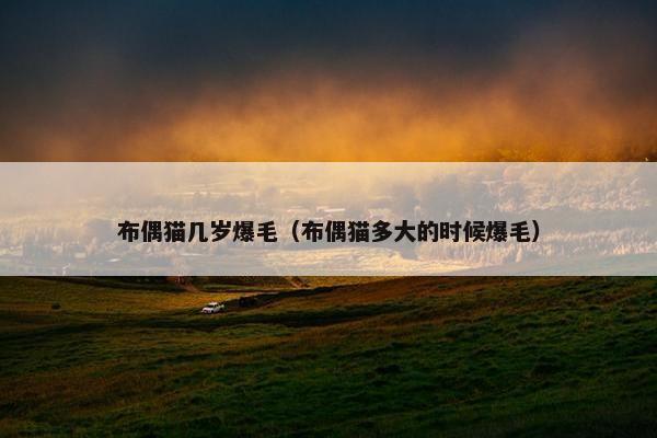 布偶猫几岁爆毛（布偶猫多大的时候爆毛）