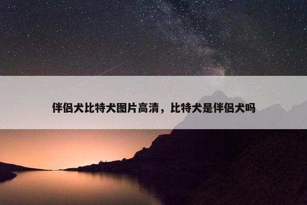伴侣犬比特犬图片高清，比特犬是伴侣犬吗