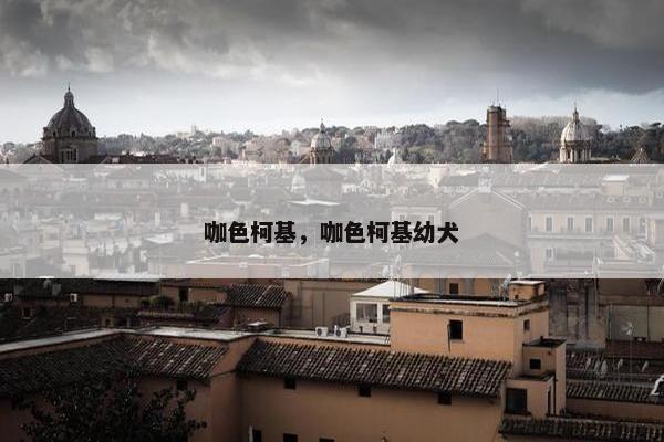 咖色柯基，咖色柯基幼犬