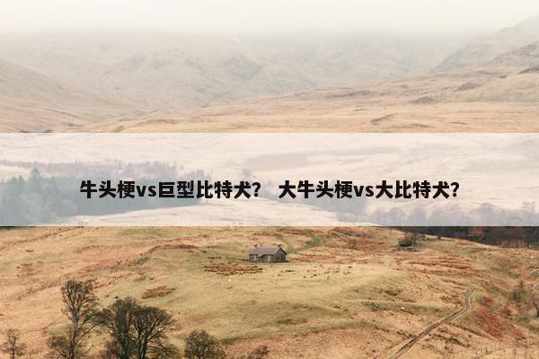 牛头梗vs巨型比特犬？ 大牛头梗vs大比特犬？