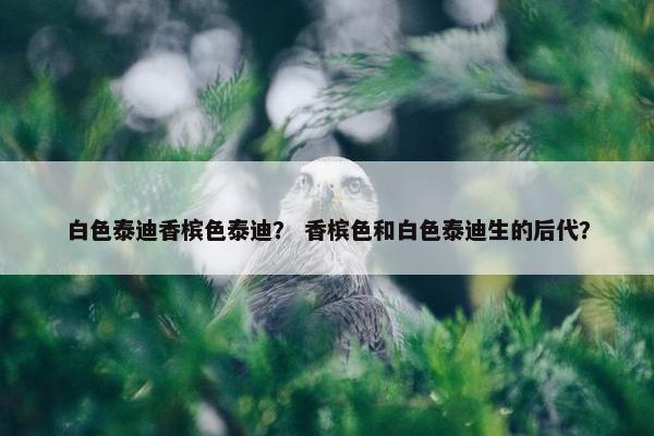 白色泰迪香槟色泰迪？ 香槟色和白色泰迪生的后代？