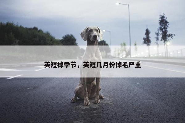 英短掉季节，英短几月份掉毛严重