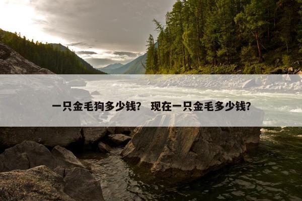 一只金毛狗多少钱？ 现在一只金毛多少钱？