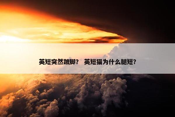 英短突然跛脚？ 英短猫为什么腿短？