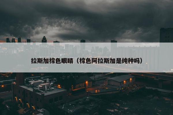 拉斯加棕色眼睛（棕色阿拉斯加是纯种吗）