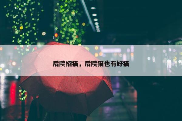 后院招猫，后院猫也有好猫