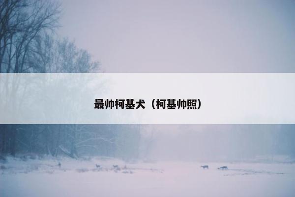 最帅柯基犬（柯基帅照）