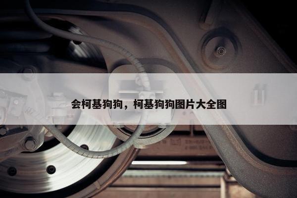 会柯基狗狗，柯基狗狗图片大全图