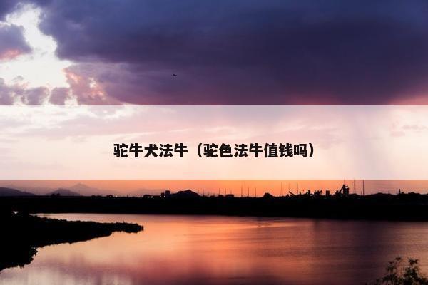 驼牛犬法牛（驼色法牛值钱吗）