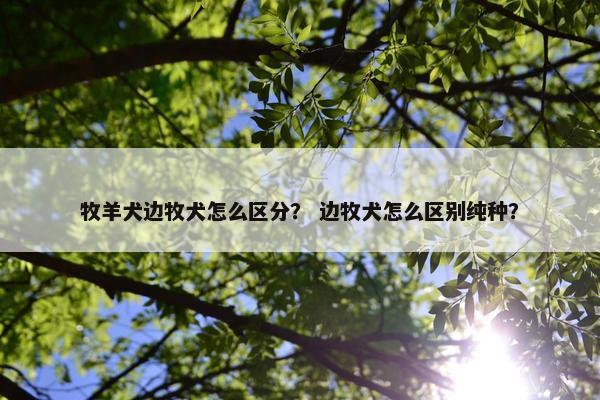牧羊犬边牧犬怎么区分？ 边牧犬怎么区别纯种？