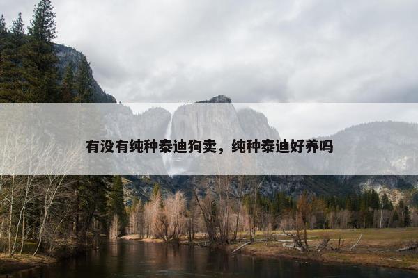 有没有纯种泰迪狗卖，纯种泰迪好养吗