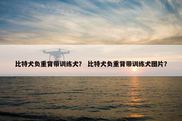 比特犬负重背带训练犬？ 比特犬负重背带训练犬图片？
