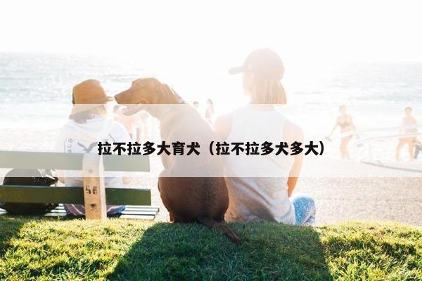 拉不拉多大育犬（拉不拉多犬多大）