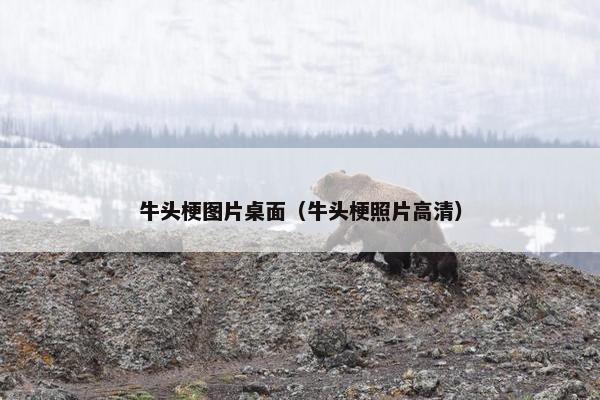 牛头梗图片桌面（牛头梗照片高清）