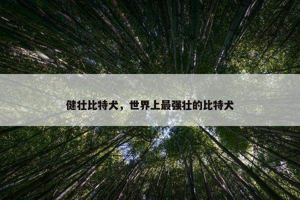 健壮比特犬，世界上最强壮的比特犬