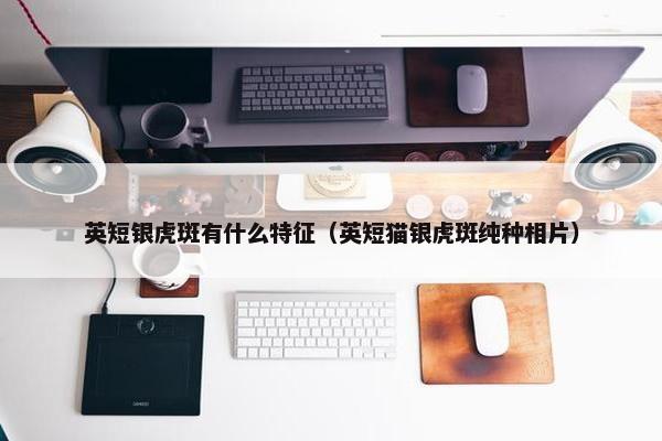 英短银虎斑有什么特征（英短猫银虎斑纯种相片）