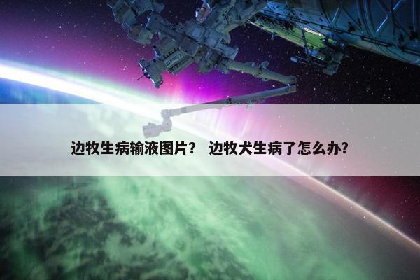边牧生病输液图片？ 边牧犬生病了怎么办？