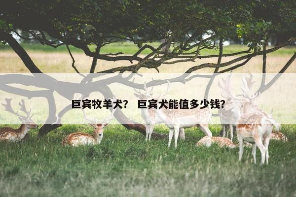 巨宾牧羊犬？ 巨宾犬能值多少钱？