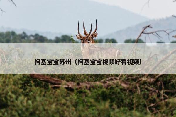 柯基宝宝苏州（柯基宝宝视频好看视频）